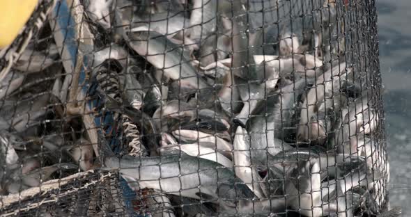 Transferring The Freshly Caught Salmon Fish On Fishing Net To The Boat. - close up shot alt