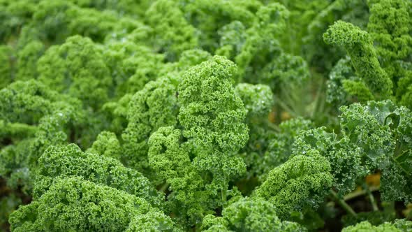 Cabbage Leaf Curly Kale Winter Plant Field Leaves Bio Organic Plantation Harvest Vegetables Brassica