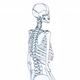 Skeleton Draw - VideoHive Item for Sale