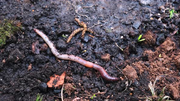 An earthworm is crawling along the ground. Agriculture and fertilization concept