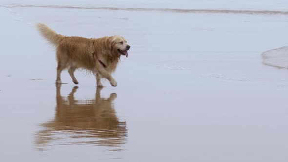 Wet White Furred Labrador Retriever Pet Dog Runs on Beach with Wagging Tail