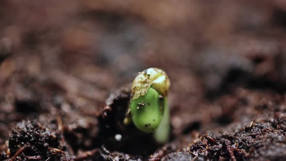 Plants Growing in Groung Sprigtime Timelapse. Germitating Sprouting Seeds. Evolution Concept, New