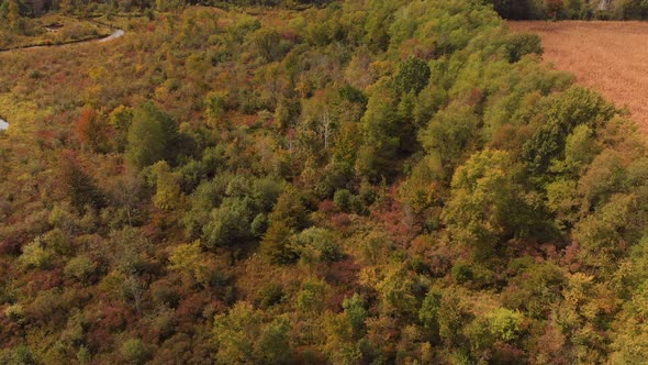  Aerial View Of Colorful Autumn Trees