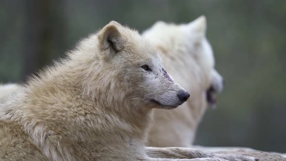 Arctic wolf (Canis lupus arctos), also known as the white wolf or polar wolf