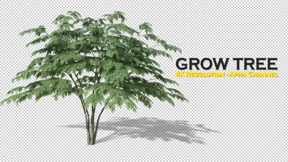 Growing Tree 4K alt