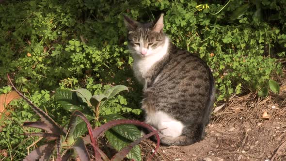 Tabby cat sitting amidst the herbs and plants, catching the first rays of sun, on a cold morning alt
