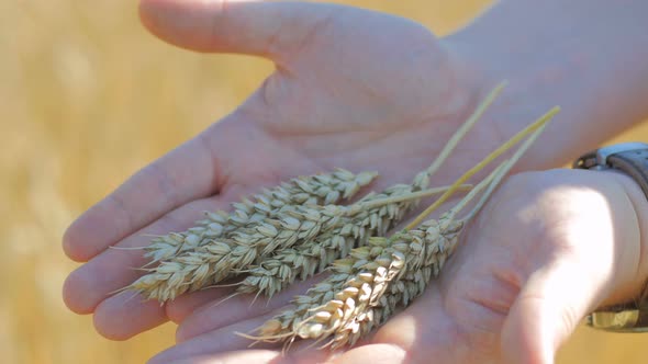 Wheat Harvest In Hands 5
