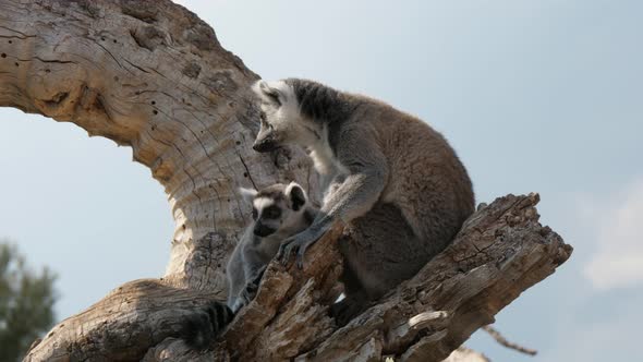 Two Nice Lemurs Sitting on a Dry Branch and Looking Around on a Sunny Day in Summer alt