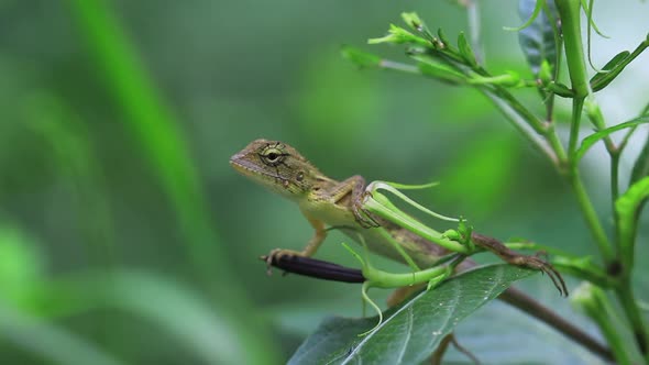 A lizard on a plant in a lush green forest.