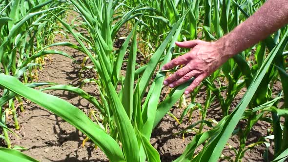 Hand of agronomist touches green sprouts of maize plant cultivated in field. alt