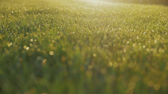 Fresh Morning Water Drops On Green Grass During Sunny Morning alt