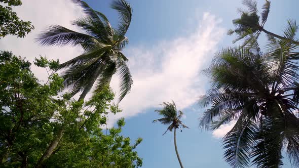 Panning left coconut tree waving in wind alt