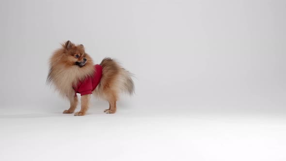 Dressed Pomeranian Spitz alt