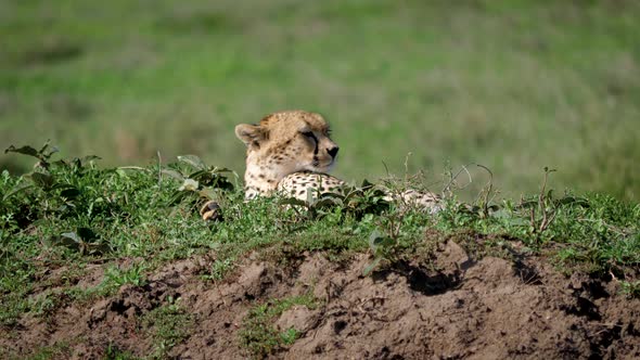Cheetah Close Up Lying Resting On Grass In Wild Of Africa Plain alt
