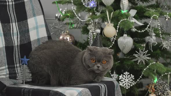 Cat in festive hat celebrating New Year. Scottish Fold Cat near decorated Christmas tree alt