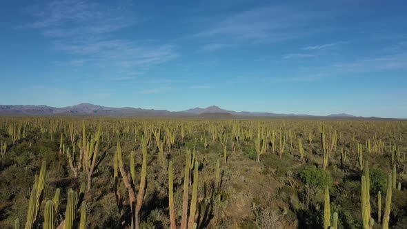 Flying Over Scenic Landscape Full of High Cactuses in Mexico