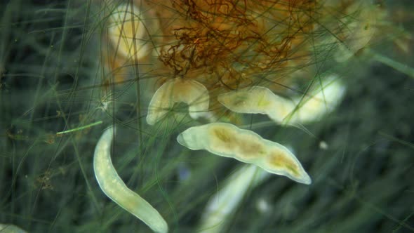 Colony Microstomum Lineare and One Macrostomum Sp alt