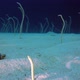 Underwater Beautiful Garden Eels - VideoHive Item for Sale
