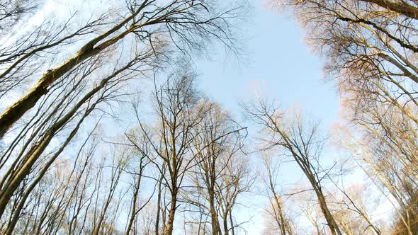 Spring Forest Sunny Day