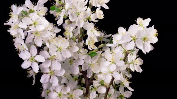 Cherry Blossom. White Flowers Blossoms on the Branches Cherry Tree. alt