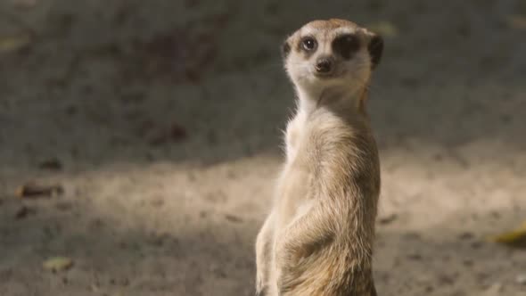 Portrait Of Meerkat Guard On A Sand alt