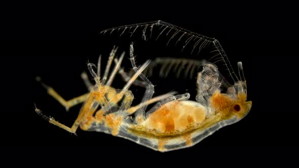 Crustacean Dulichia Sp. Under the Microscope, of the Dulichiidae Family, Female with Embryos in alt