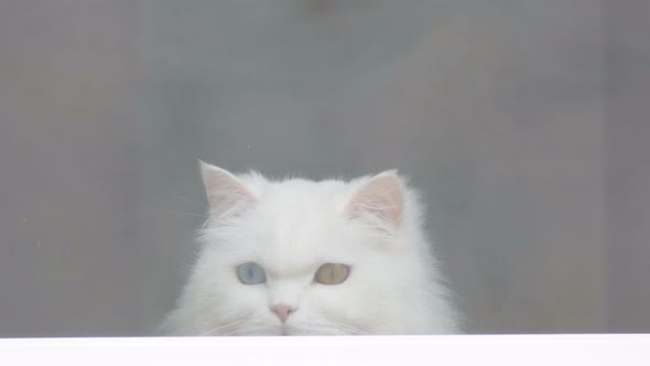 White Cat Looks Out the Window alt