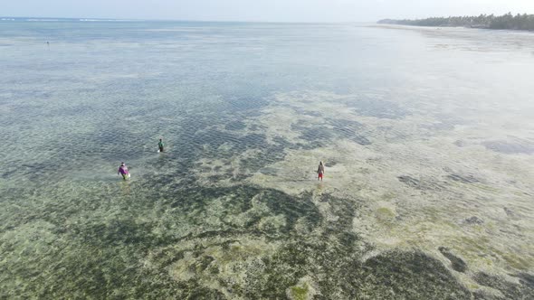 Tanzania  Women in the Coastal Zone at Low Tide in Zanzibar Slow Motion alt