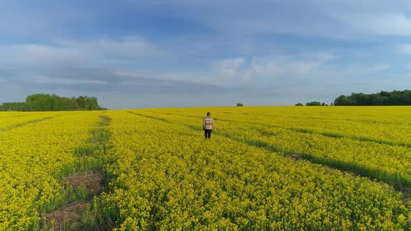 Aerial View on Young Man Walking in Yellow Field alt