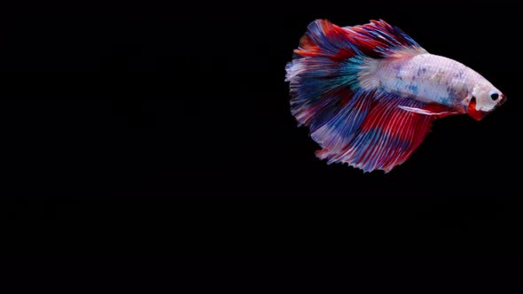 Multi color Siamese fighting fish