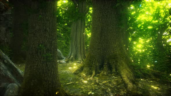 The Primeval Forest with Mossed Ground alt