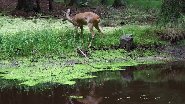 Roe deer in forest, Capreolus capreolus. Wild roe deer in nature.