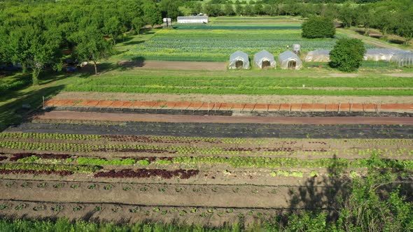 Farm Garden Bio Farmer Field Farming Vegetable Agricultural Plantation Fruit Tree Dron Aerial Video