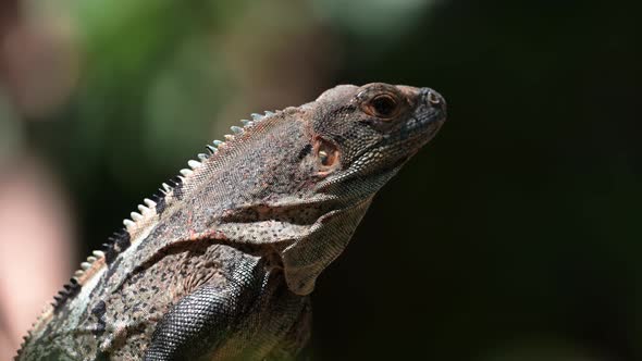 Black Spiny Tailed Iguana (ctenosaura similis), Costa Rica Wildlife and Rainforest Animals, Warm Blo alt