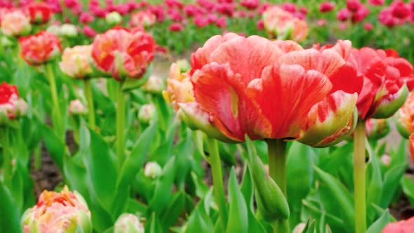 Close Up View on Large Field or Meadow of Red Tulips
