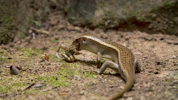 Lizard Eating Frog