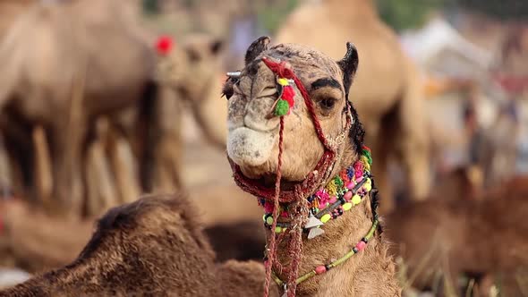 Camels at the Pushkar Fair, Also Called the Pushkar Camel Fair or Locally As Kartik Mela alt