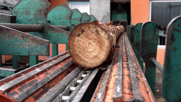 Log Transport To Saw Line. Cutting Line in Saw Mill. Processing of Timber alt
