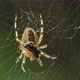 Spider And Prey - VideoHive Item for Sale