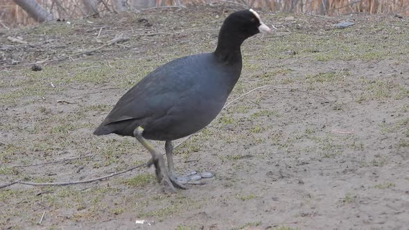 Big-footed Black Eurasian Coot Waterfowl Walking on Land alt