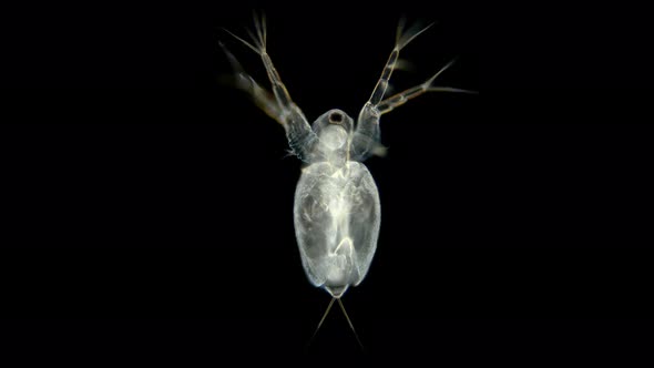 Plankton Dweller Ponds Branchiopoda Crustacea Moina Macrocopa Under a Microscope alt