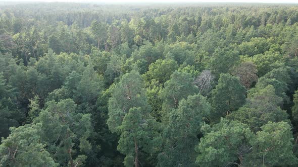 Natural Landscape in the Forest During the Day alt