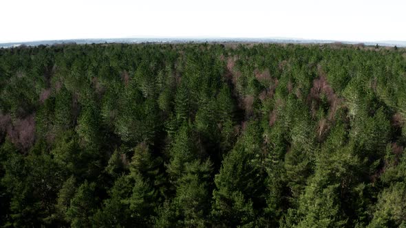 Rising Over Wild Forest alt