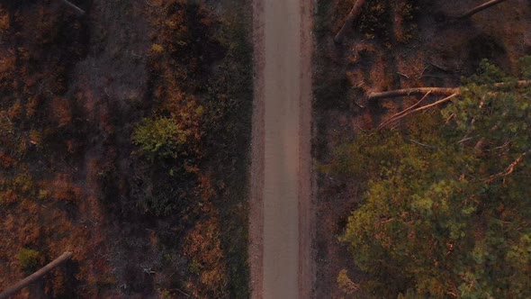 Man running along forest path alt