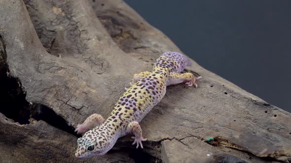 Leopard Gecko Standard Form, Eublepharis Macularius on Wooden Snag at Black Background alt