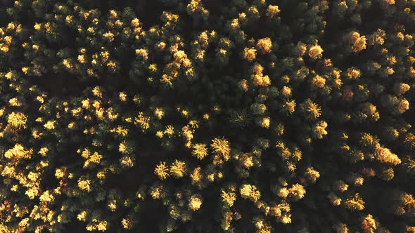 Aerial View of Forest During Calm Autumn Sunset