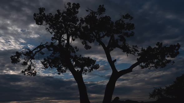 Clouds Behind Twisted Juniper Tree Silhouette Sedona Arizona Timelapse Zoom In alt