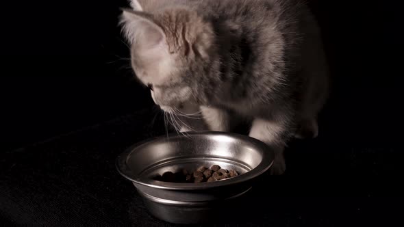 Scottish Straight Kitten Eating Food From A Bowl alt