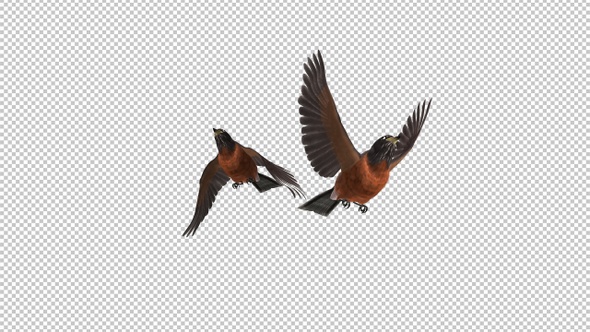 American Robins - 2 Birds Flying Over Screen - II - Transparent Loop - Alpha Chanel
