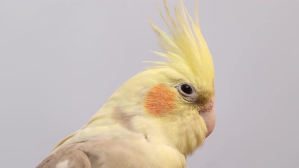 Portrait of a Yellow and Gray Corella Parrot Sitting on a Branch on a White Background alt